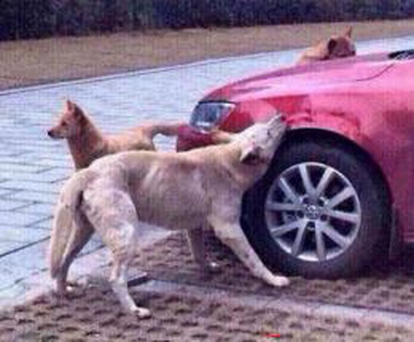 Курьезный случай в Китае: стая собак отомстила обидчику-автомобилисту + Фото