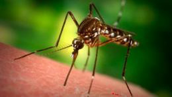 Как комары убивают людей