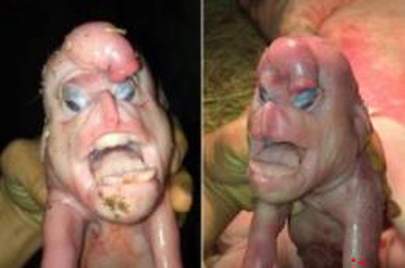 Жуткое видео: в Китае родился поросенок-мутант с человеческим лицом и пенисом на лбу (ВИДЕО)