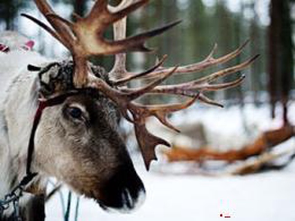 Северных оленей из Финляндии не пустили в Россию