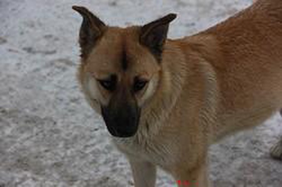 «Обездвижили, бросили и уехали»: в Екатеринбурге работники службы по отлову собак едва не забрали сторожевого пса