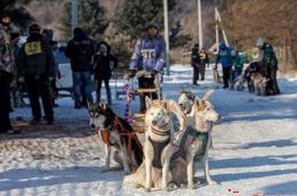 В Кировске пройдут «Веселые старты» для собак