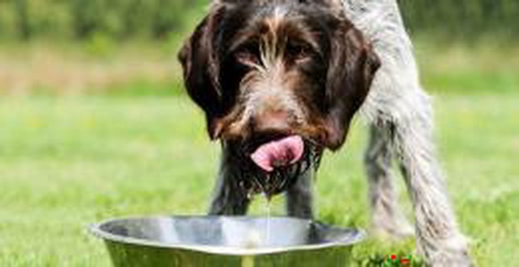 Ученые выяснили, почему собаки так «неаккуратно» пьют