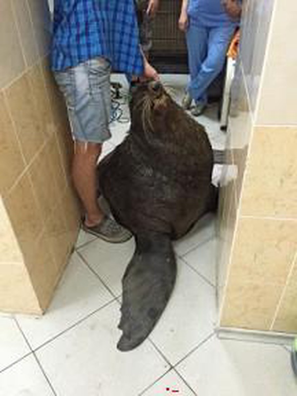 Ветеринары пытаются спасти от слепоты морского котика Жорика