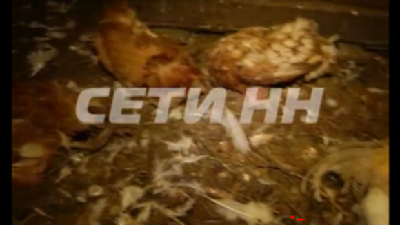 «Чупакабру» рассекретили: стало известно, кто на самом деле высасывал кровь из нижегородских кур