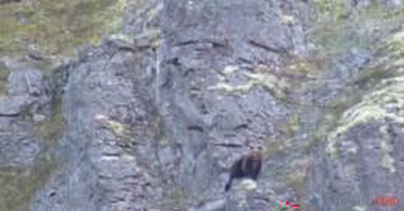 В районе Расвумчоррского рудника собаки загнали медведя на гору