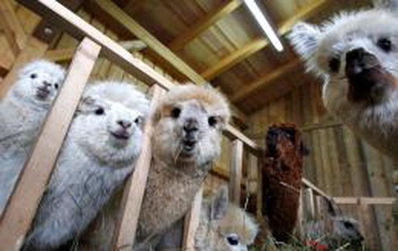Ламы помогут датским фермерам защитить овец от волков