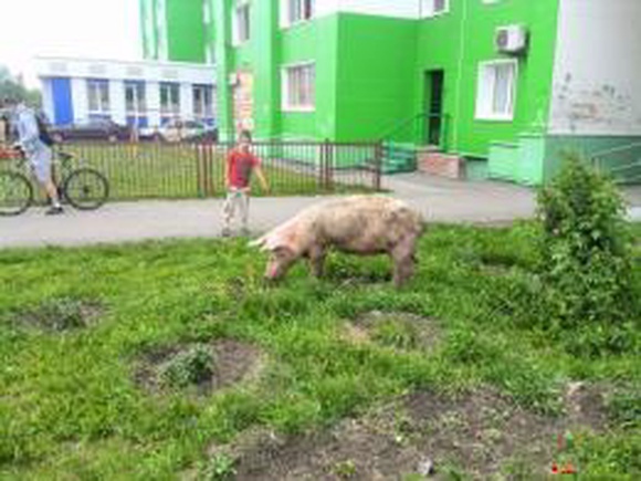Свинья чуть не стала причиной ДТП в Кемерове