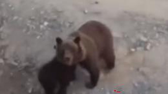Медведи напали на местных жителей в Якутии