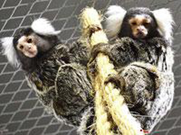 Лелик дождался Цацу: В Челябинский зоопарк приехала обезьянка-игрунка