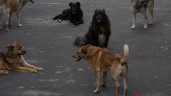 На кладбище в Тбилиси собаки выкапывают для еды мертвые тела