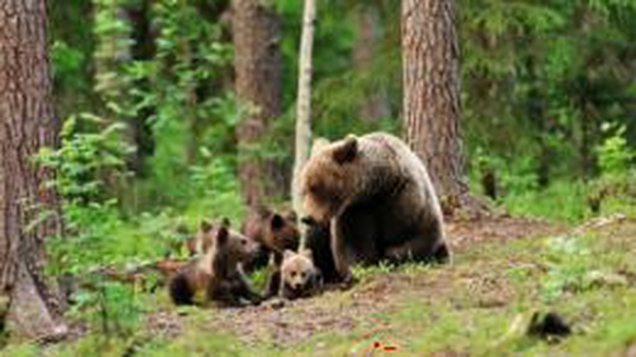 Медведицы ищут защиту у людей ради спасения потомства от самцов-детоубийц