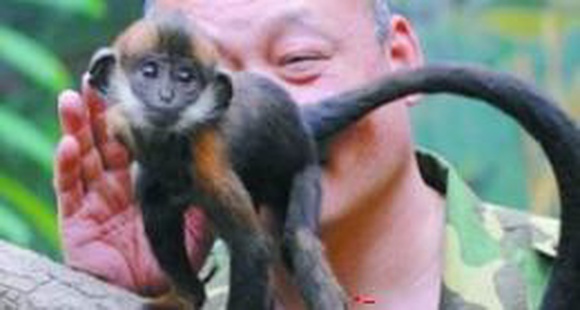 Китайский смотритель зоопарка в течение целого часа лизал анус обезьяны, чтобы помочь ей испражниться