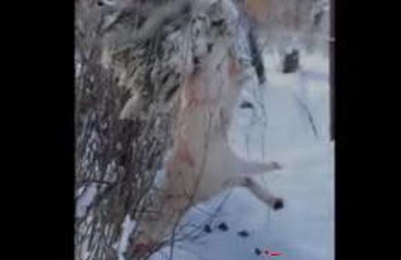 В Ростове живодеры расчленили собаку, сняли с нее шкуру и повесили на дерево. Видео 18+