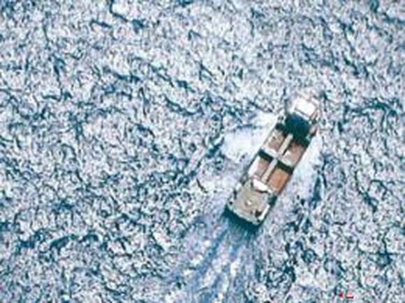В Охотском море самолет авиации ФСБ задержал 'подфлажное' судно