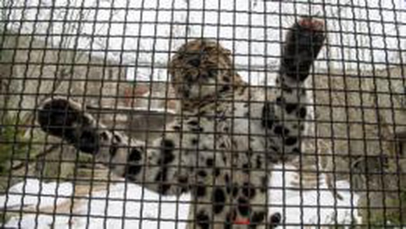 Животных в Московском зоопарке учат есть из кормушек-головоломок