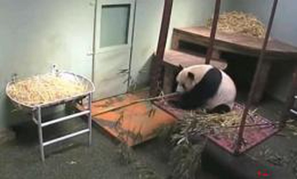 Видеоролик с пандой, испугавшейся бамбука, набирает просмотры на Youtube