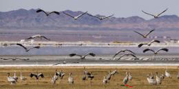 Перелетные птицы на озере Баликунь