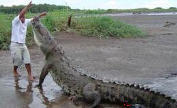 В казахстанском секторе Каспийского моря могут появиться крокодилы и кайманы