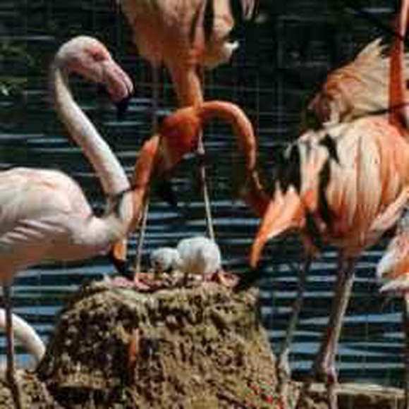 В Москве в зоопарке вылупился птенец фламинго
