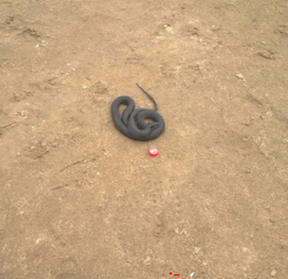 Пермяки испугались змеи на пляже в микрорайоне Голованово