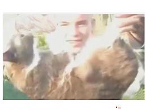 Уроды из Рязани взорвали кота петардой и сняли на видео