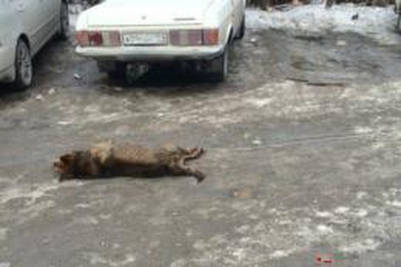 В Новосибирске живодёры таскали собаку на тросе до смерти
