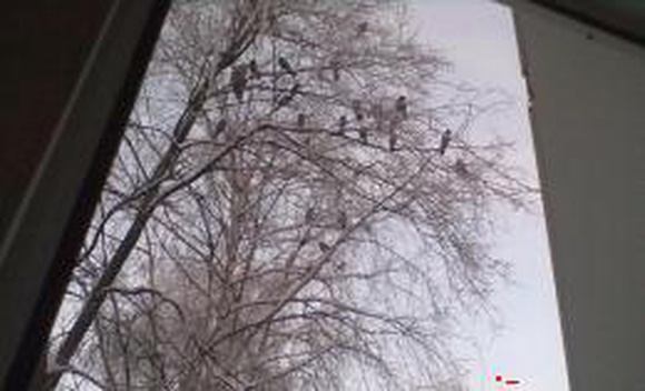 Стая ворон напала на сову в центре Кирова